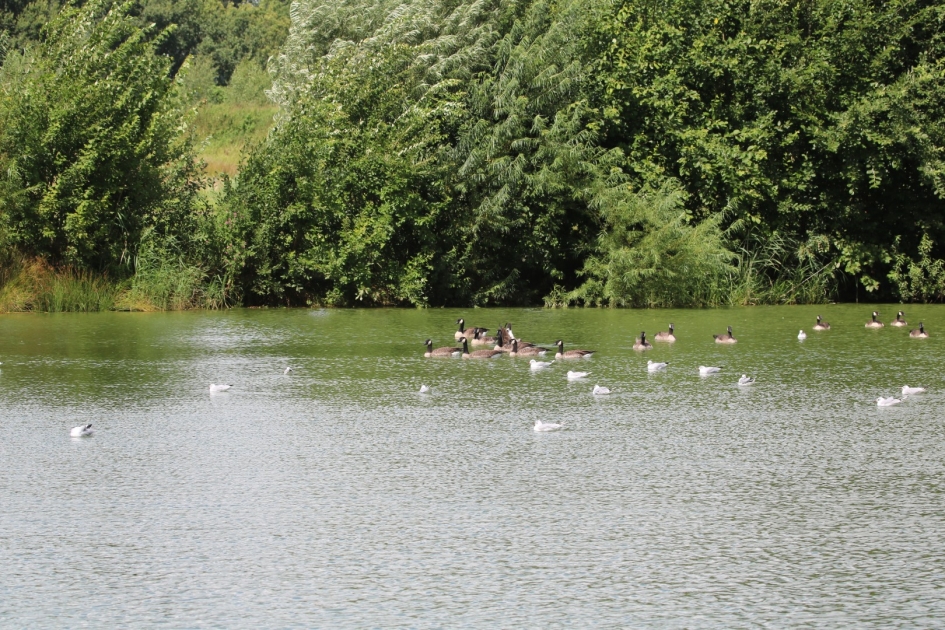 Canadese Ganzen - Vogels - 