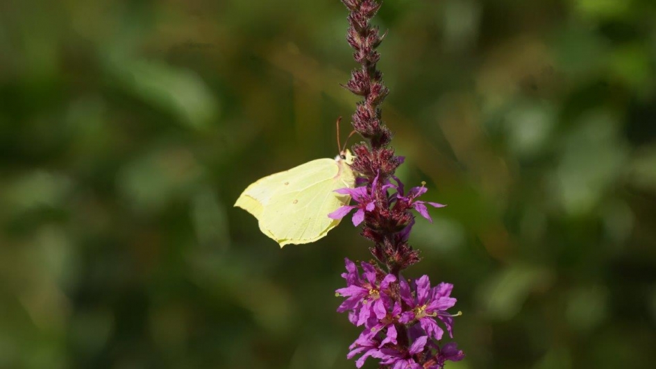 citroen vlinder - Geleedpotigen - citroen vlinder