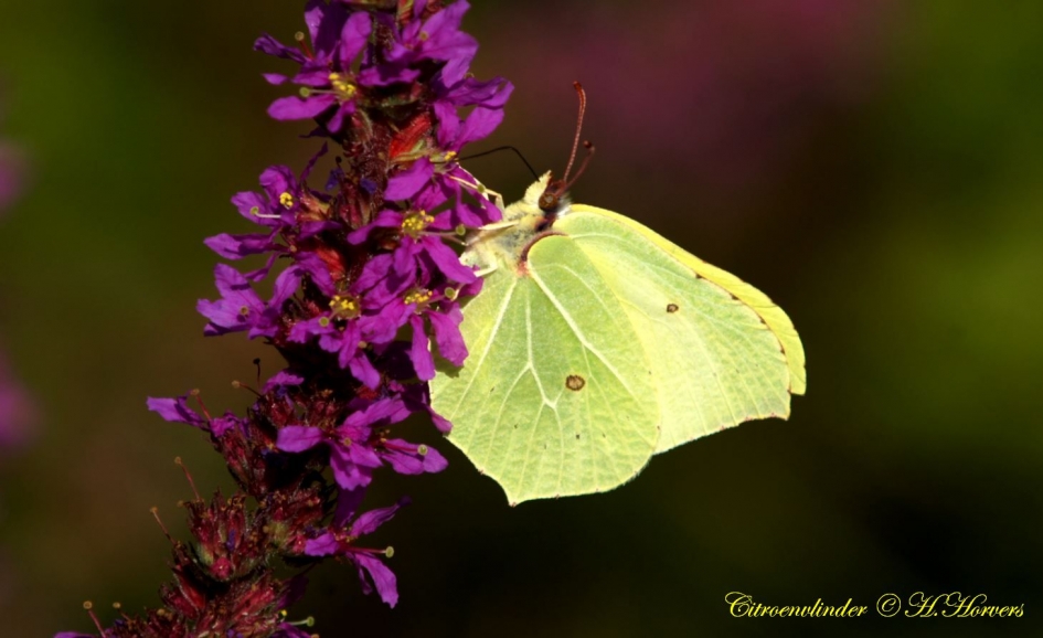 Citroenvlinder - Geleedpotigen - 