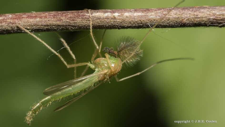 Dansmug - Geleedpotigen - Dansmug