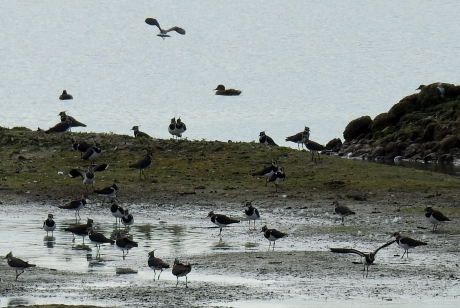 De kieviten verzamelen zich weer.