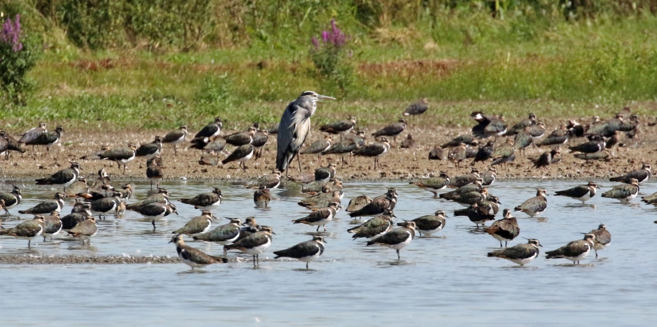 De oppasser - Vogels - 