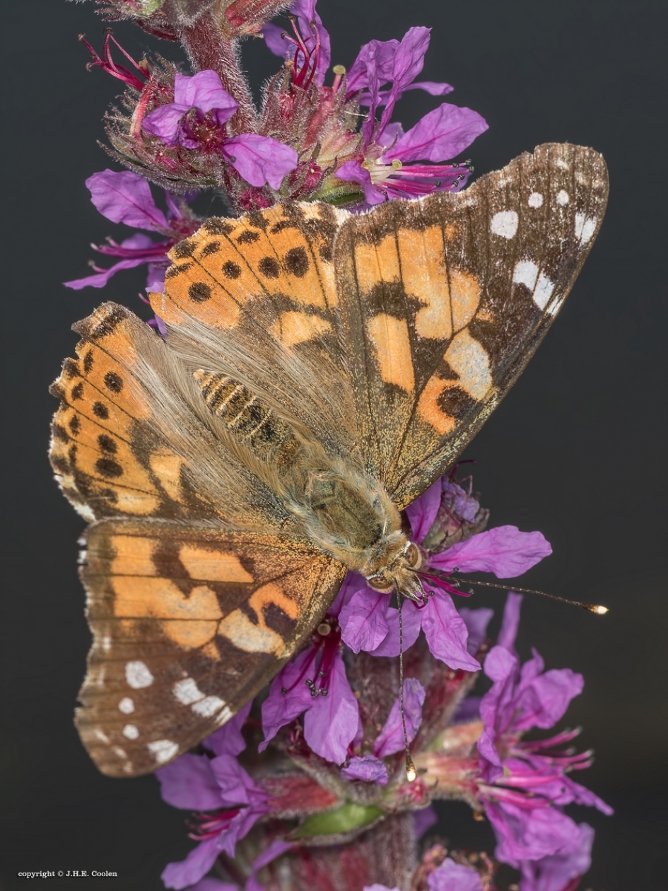 Distelvlinder - Geleedpotigen - Distelvlinder