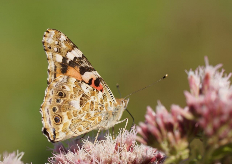 Distelvlinder - Geleedpotigen - Distelvlinder