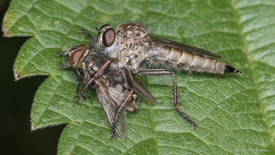 Doorgaan.... - Geleedpotigen - Roofvlieg