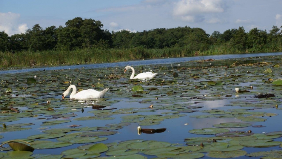 Drupellaar - Vogels - Zwaan