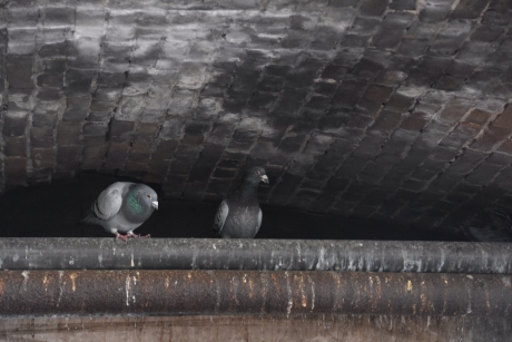 Duiven onder een brug..