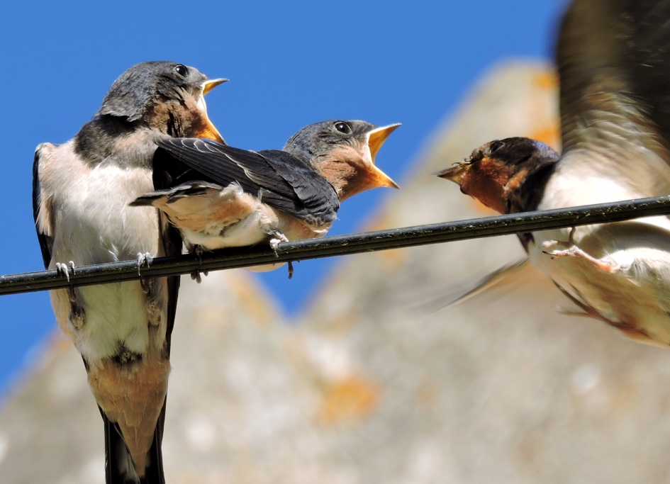 Eeeeeten!!! - Vogels - Boerenzwaluw
