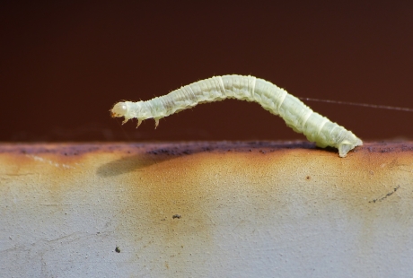 Evenwichtskunstenaar