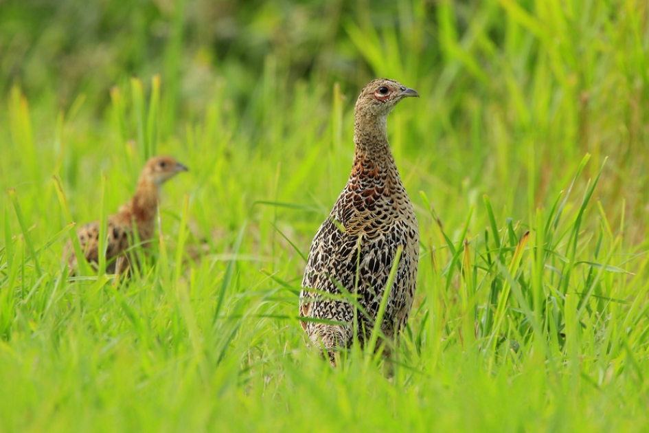 Fazant - Vogels - Fazant