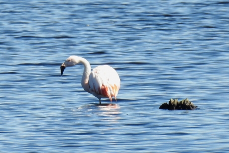 Flamingo in het Zwilbrock