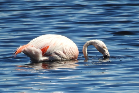 Fouragerende flamingo in iets dieper water.