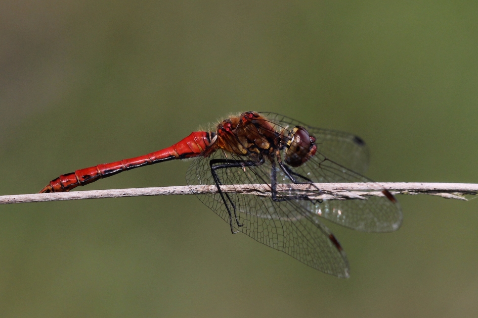 Fraai pronkend - Geleedpotigen - Bloedrode heidelibel