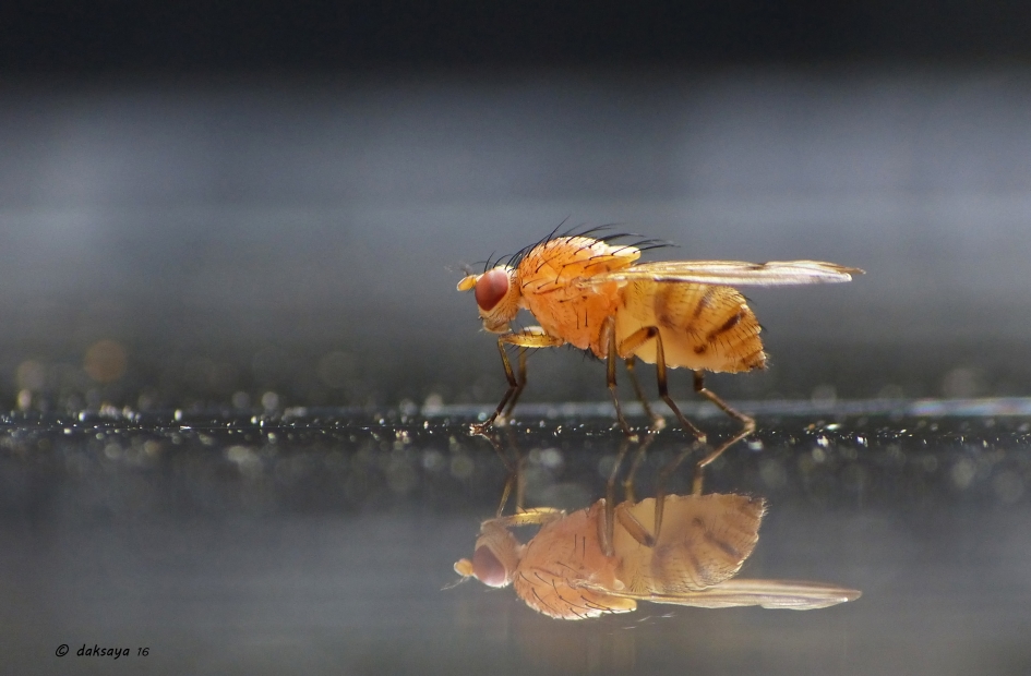 Fruitvliegje - Geleedpotigen - 