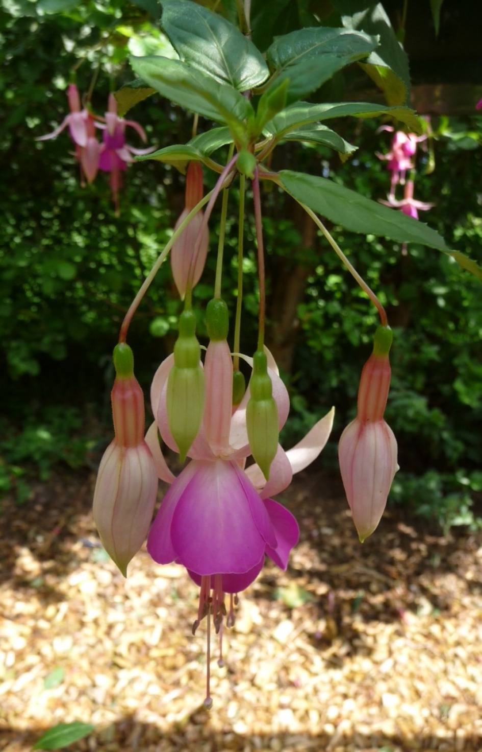 Fuchsia - Planten - 