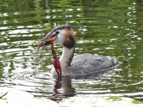 Fuut met grote kreeft.