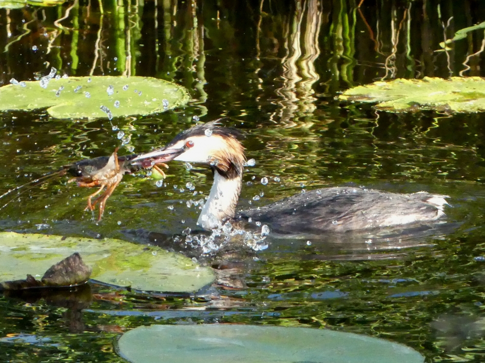 Fuut met kreeft. - Vogels - Fuut