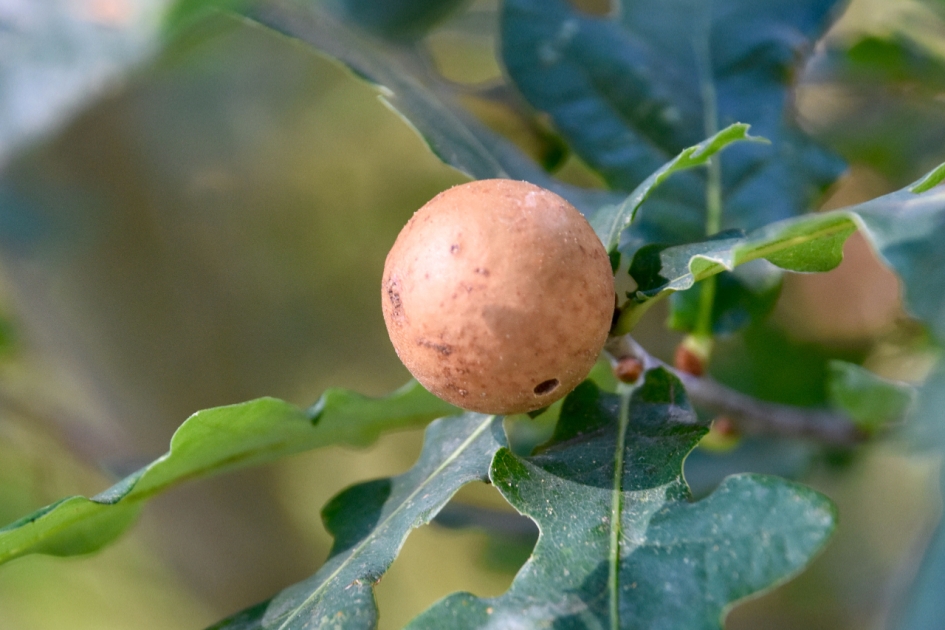 Galappel - Planten - 