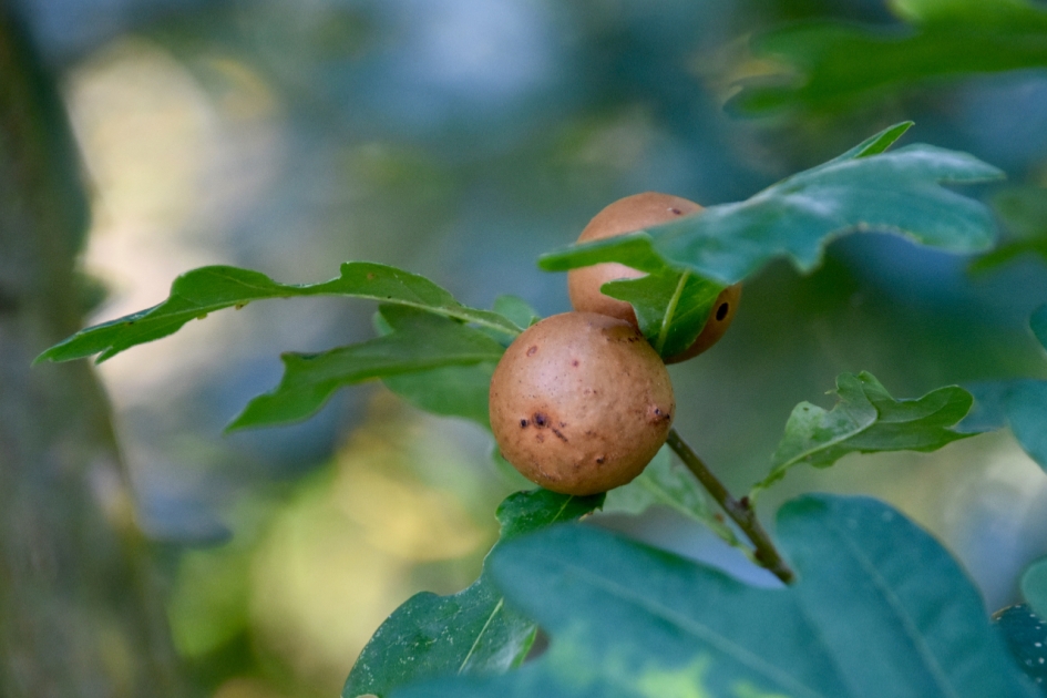 Galappeltjes - Planten - 
