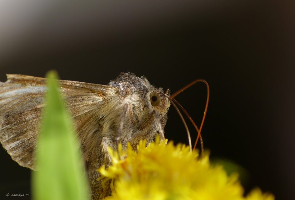 Gamma-uil - Geleedpotigen - Gamma-uil