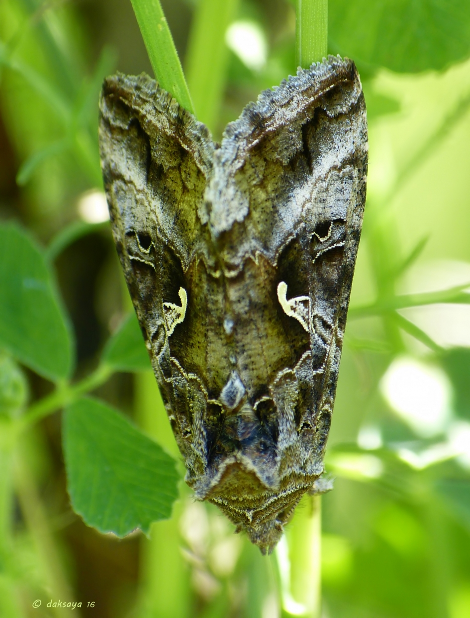 Gamma-uil - Geleedpotigen - Gamma-uil