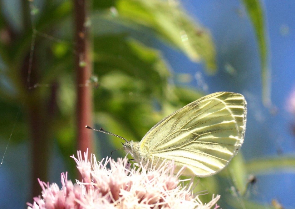 Geaderd witje ?? - Geleedpotigen - Geaderd witje