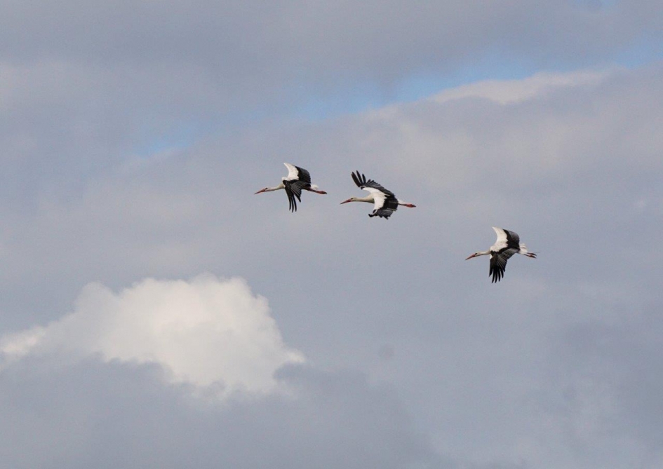 geboortegolf - Vogels - ooievaars