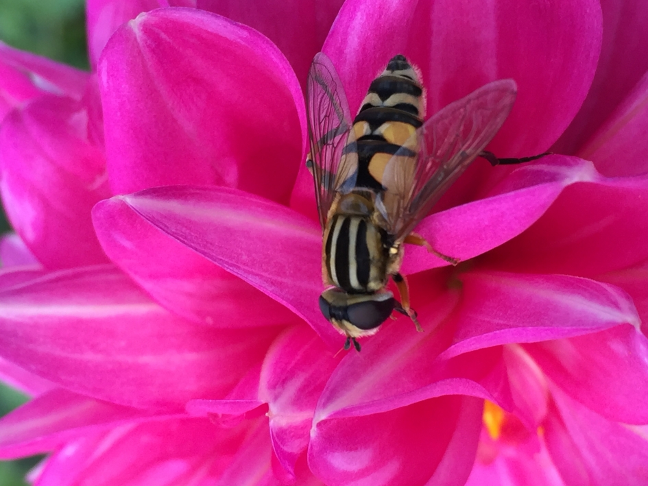 Geen wesp - Geleedpotigen - Zweefvlieg