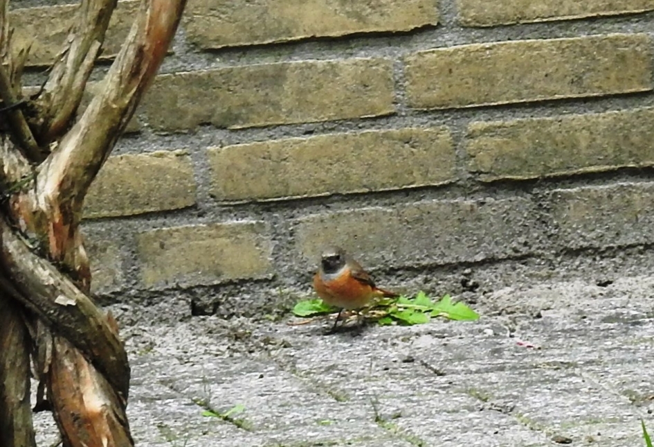 Gekraagde Roodstaart man - Vogels - Gekraagde Roodstaart