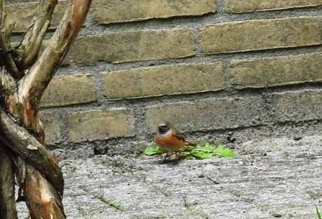 Gekraagde Roodstaart man
