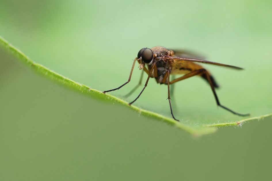gele snipvlieg - Geleedpotigen - 