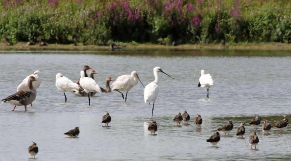 Gemengd badderen - Vogels - 