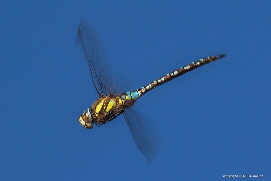 Geniet... - Geleedpotigen - Paardenbijter
