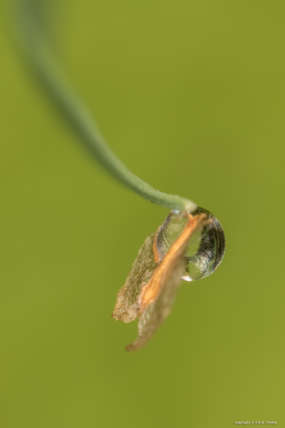 Gevangen - Planten - 