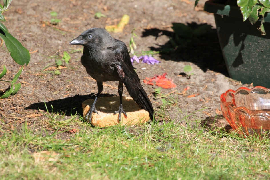 Gewond kauwtje - Vogels - 