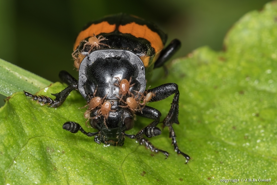 Gewone doodgraver - Geleedpotigen - Gewone doodgraver