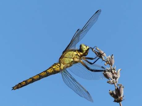 Gewone oeverlibel vrouw