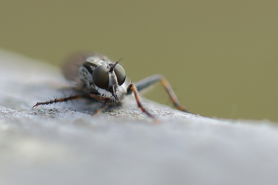 gewone roofvlieg -m- - Geleedpotigen - 