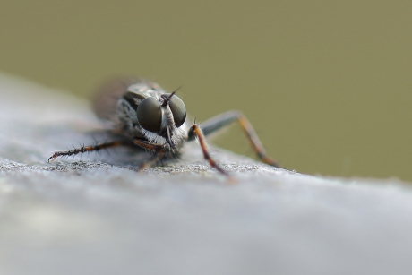 gewone roofvlieg -m-