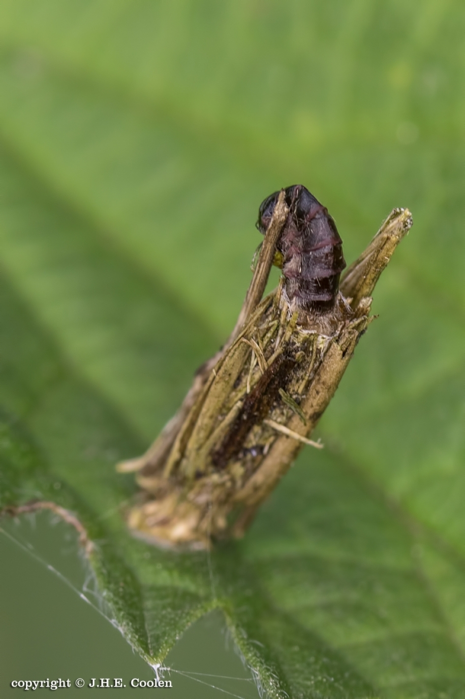 Gewone zakdrager (Psyche casta) - Geleedpotigen - Gewone zakdrager