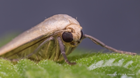 Glad beertje (Eilema griseola)
