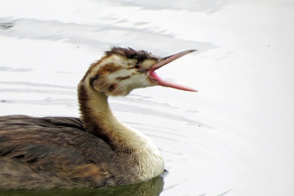 Goede moooorgen - Vogels - 