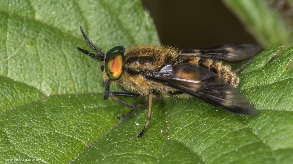 Goudoogdaas (m) - Geleedpotigen - Goudoogdaas