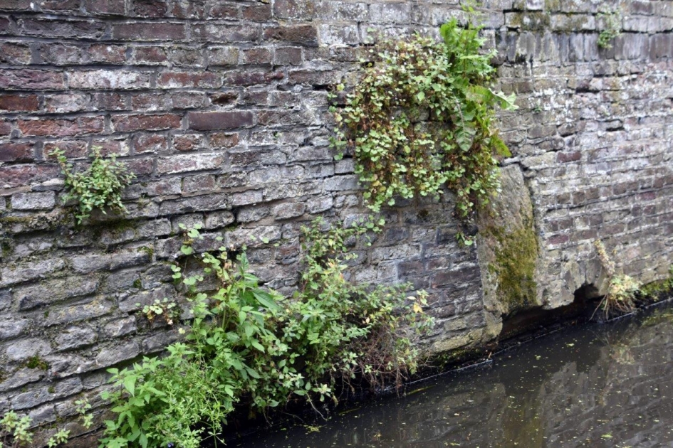 Grachtmuur - Planten - 