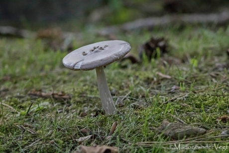 Grijze slanke amaniet