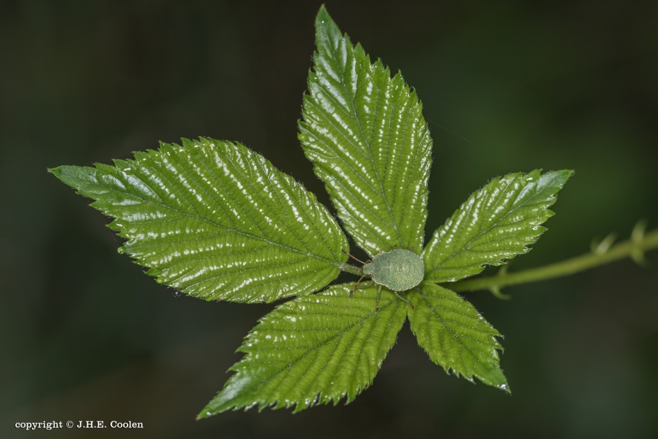 Groen - Geleedpotigen - Groene stinkwants