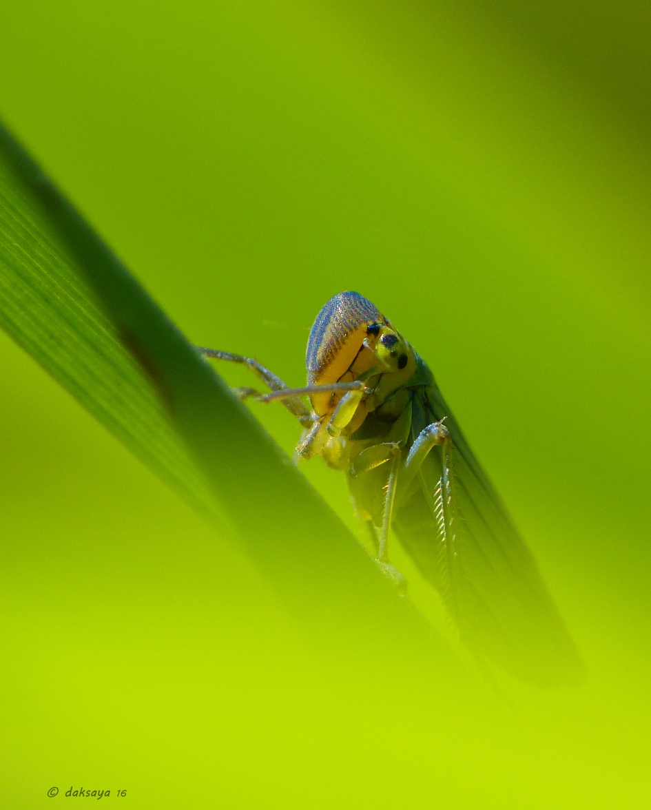 Groene cicade - Geleedpotigen - 