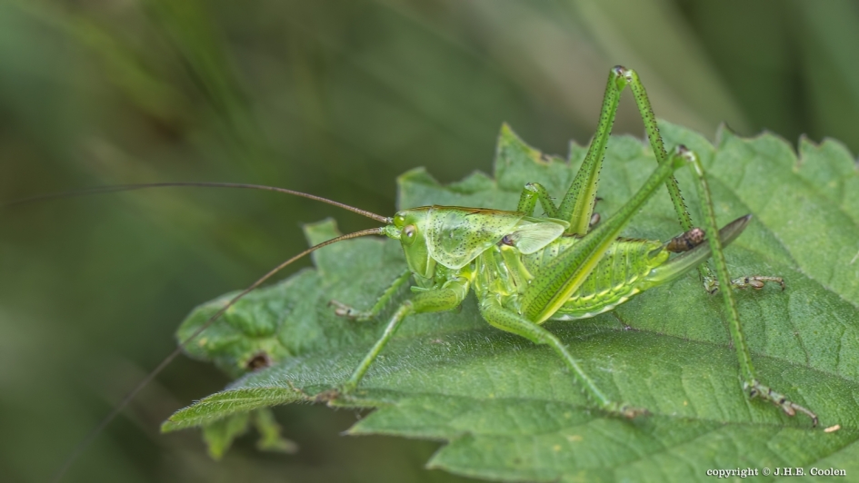 Groene sprinkhaan - Geleedpotigen - Groene sprinkhaan