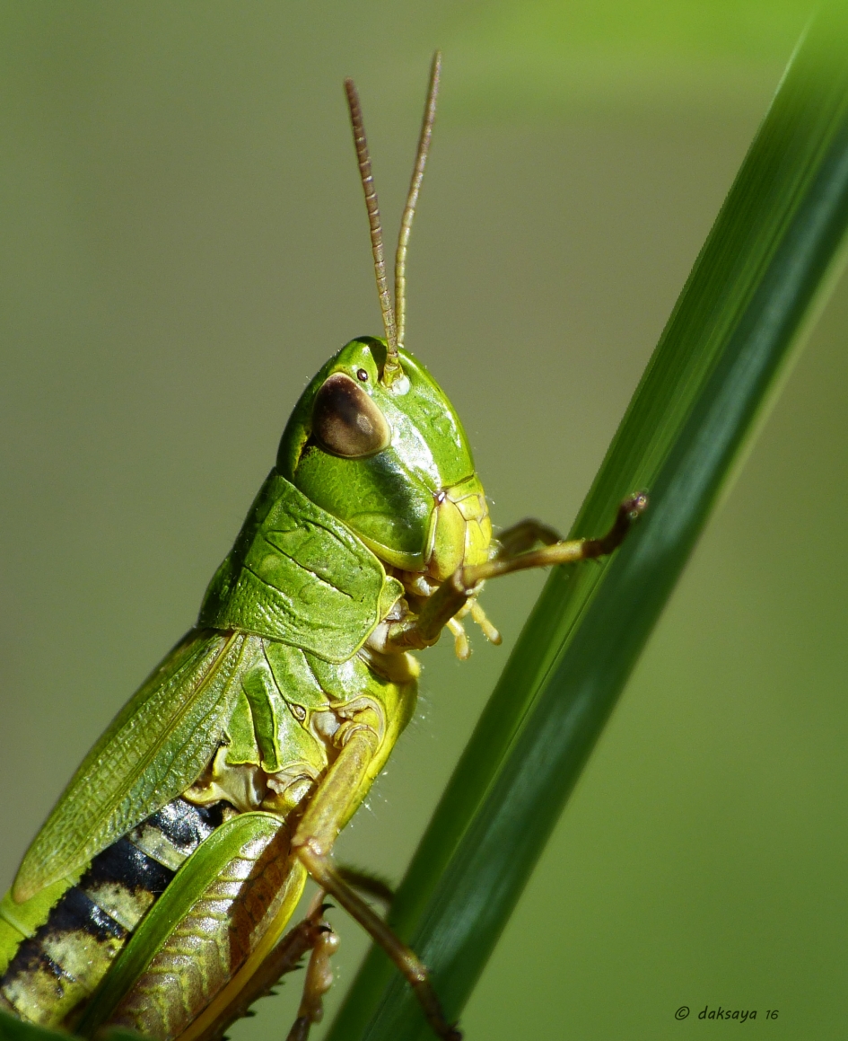 Groenschakeringen - Geleedpotigen - 
