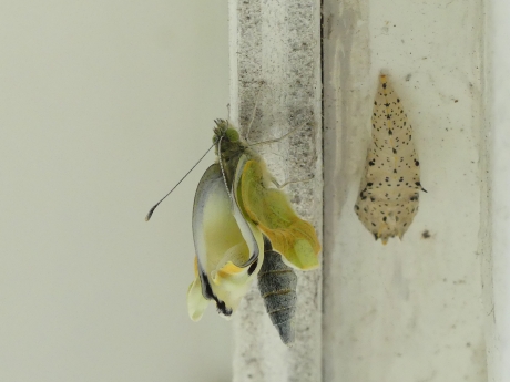 Groot Koolwitje met pop